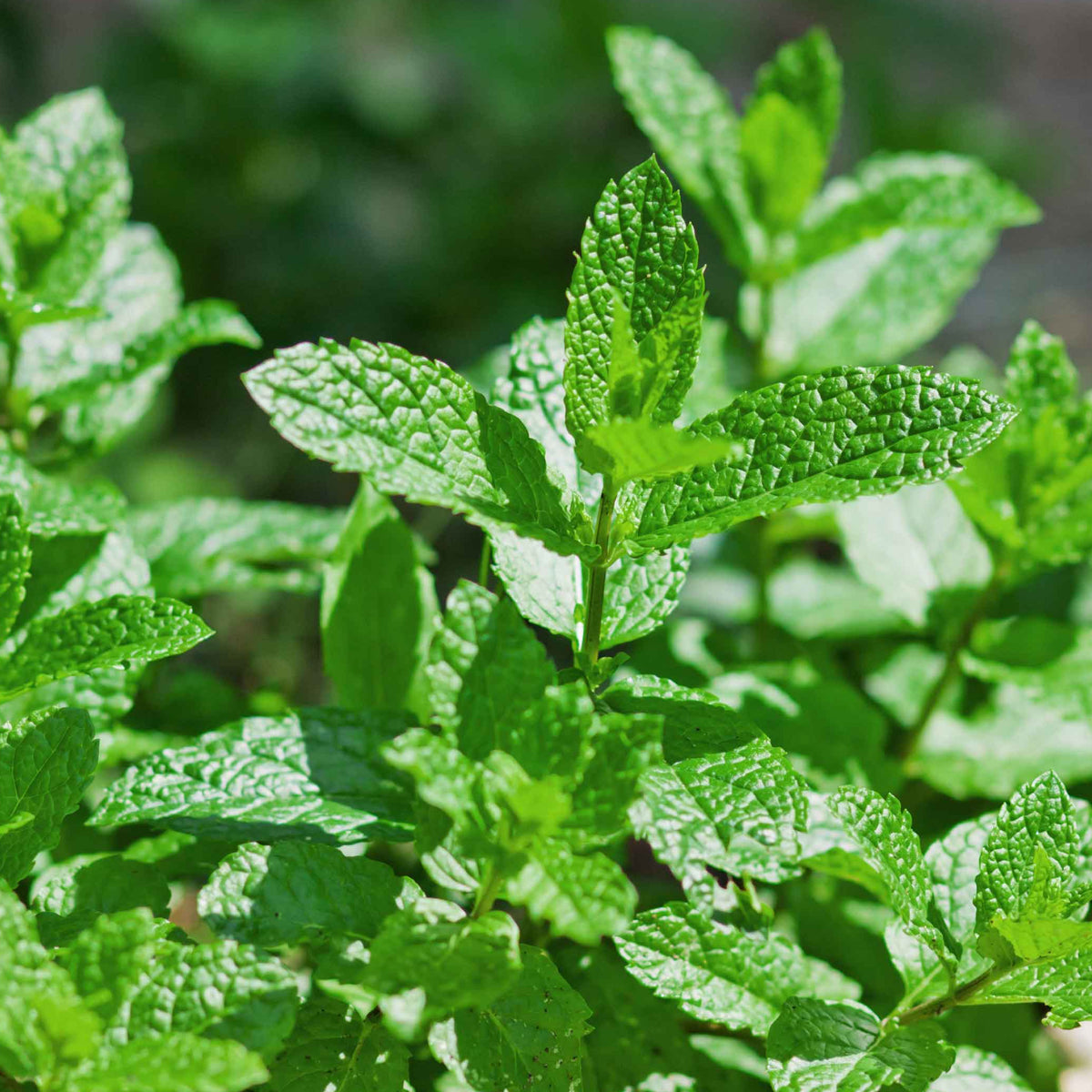 Green Tea and Mint. مامي ماريان - الشاي الأخضر والنعناع.