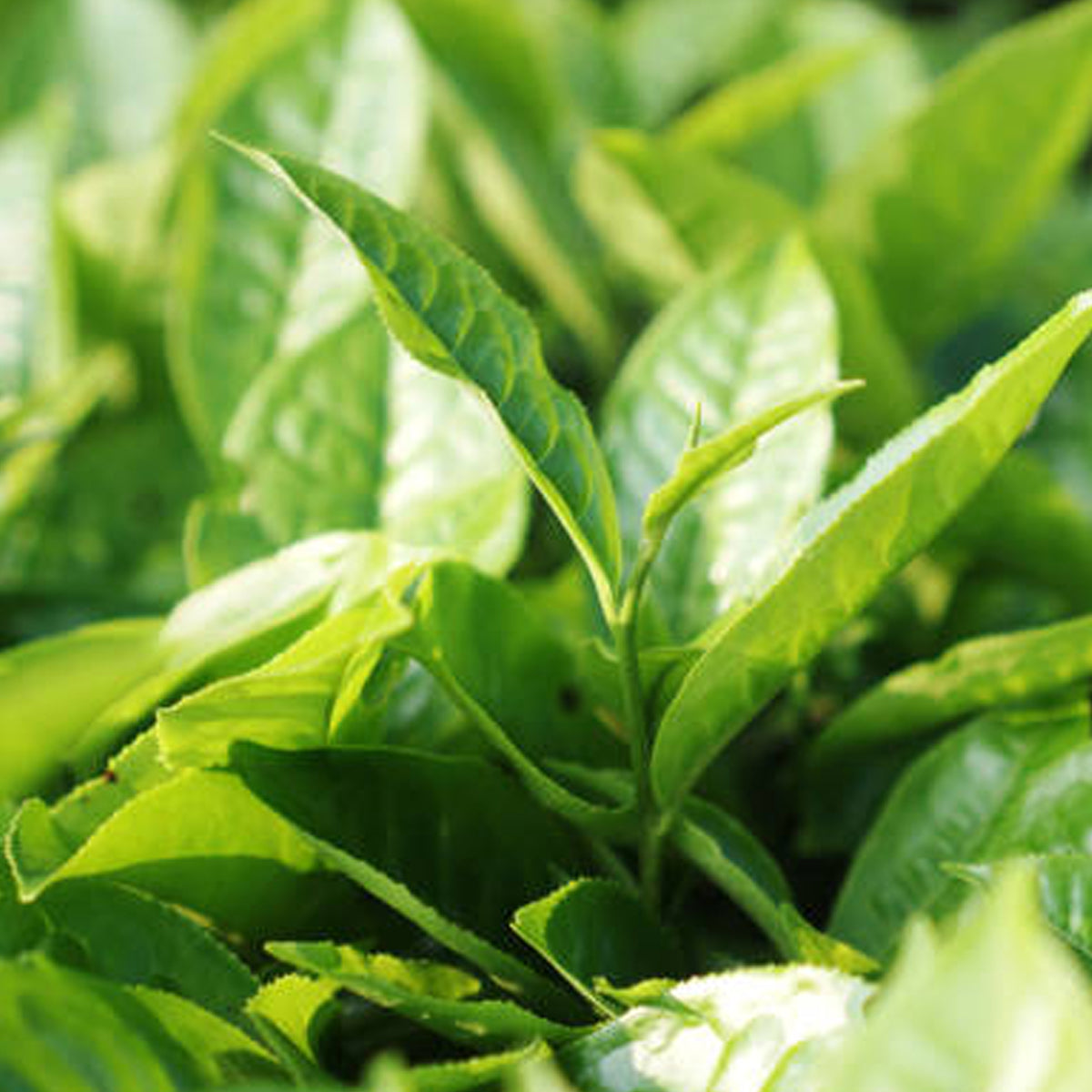 Green Tea. مامي ماريان - شاي أخضر.